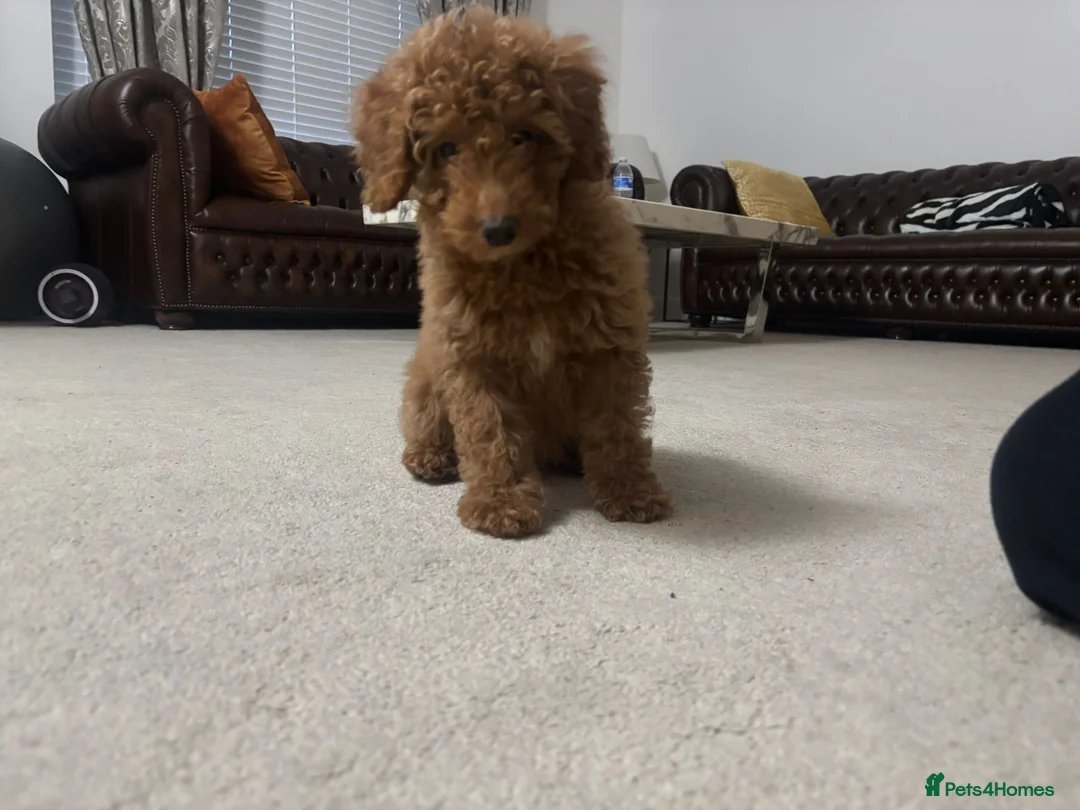 Cavapoo dogs for sale: Cavapoo named Charlie in Altrincham - Advert 8