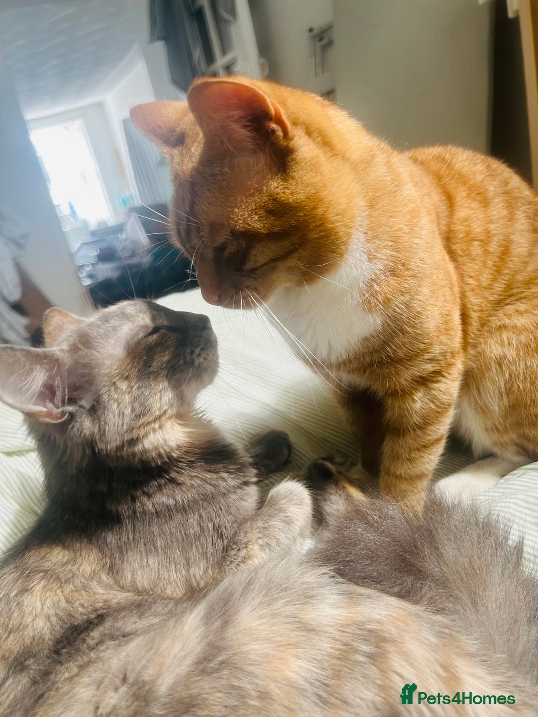 Mixed Breed cats for sale: Sweet tabby ginger male cat for sale - Image 3