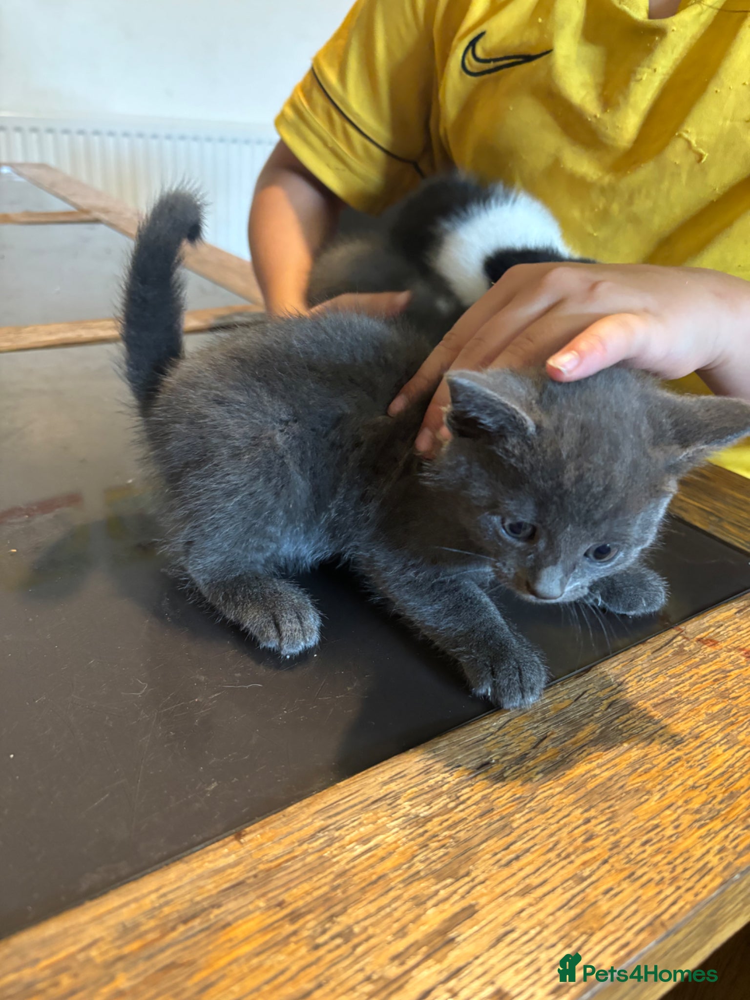 British Shorthair cats for sale: Kittens for sale  - Advert 3