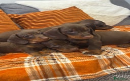 Dachshund dogs for sale: Dachounds for sale  - Image 10