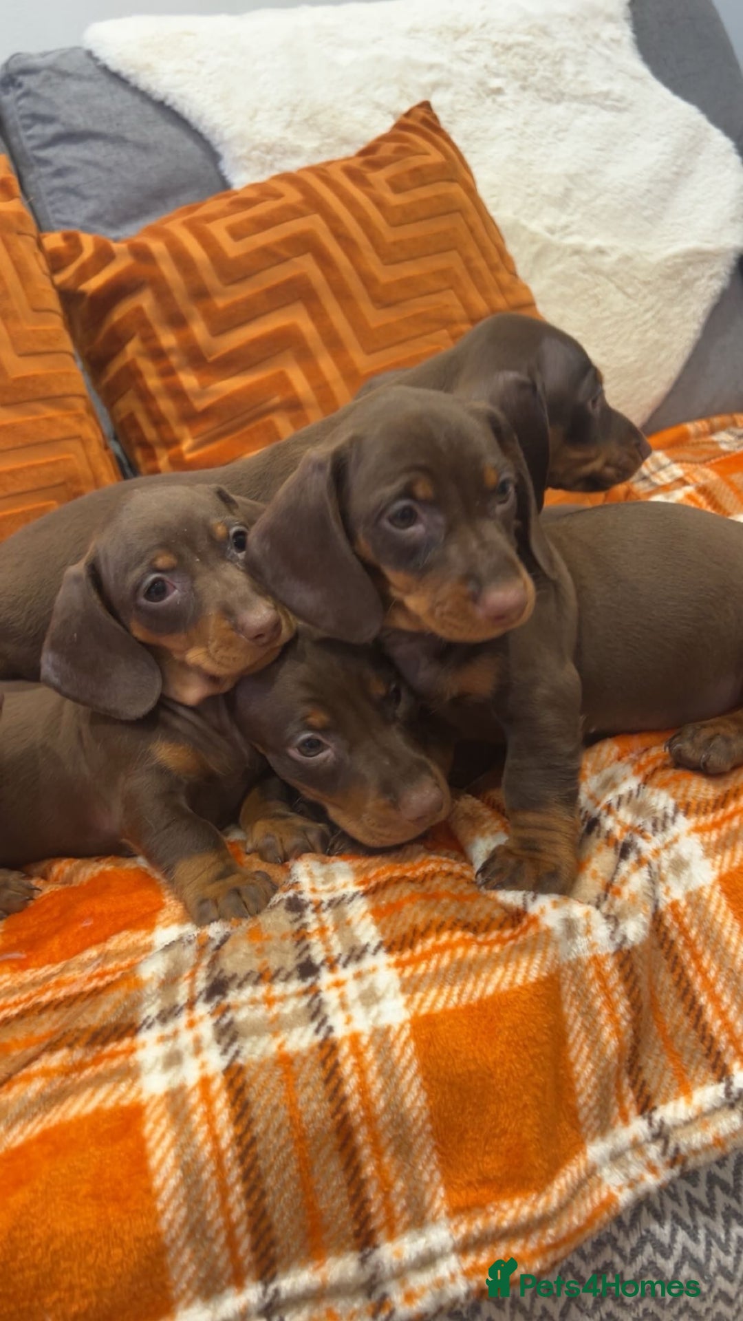 Dachshund dogs for sale: Dachounds for sale  - Image 10