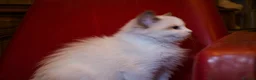 Ragdoll cats for sale: TICA championship Ragdoll Kittens  - Advert 15