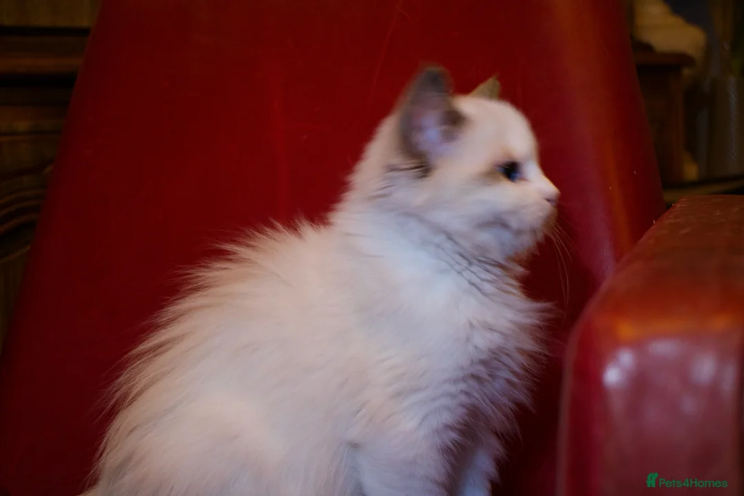 Ragdoll cats for sale: TICA championship Ragdoll Kittens  - Advert 15