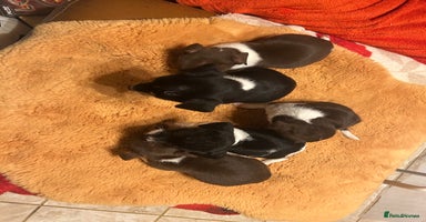 Jack Russell dogs - Advert 1