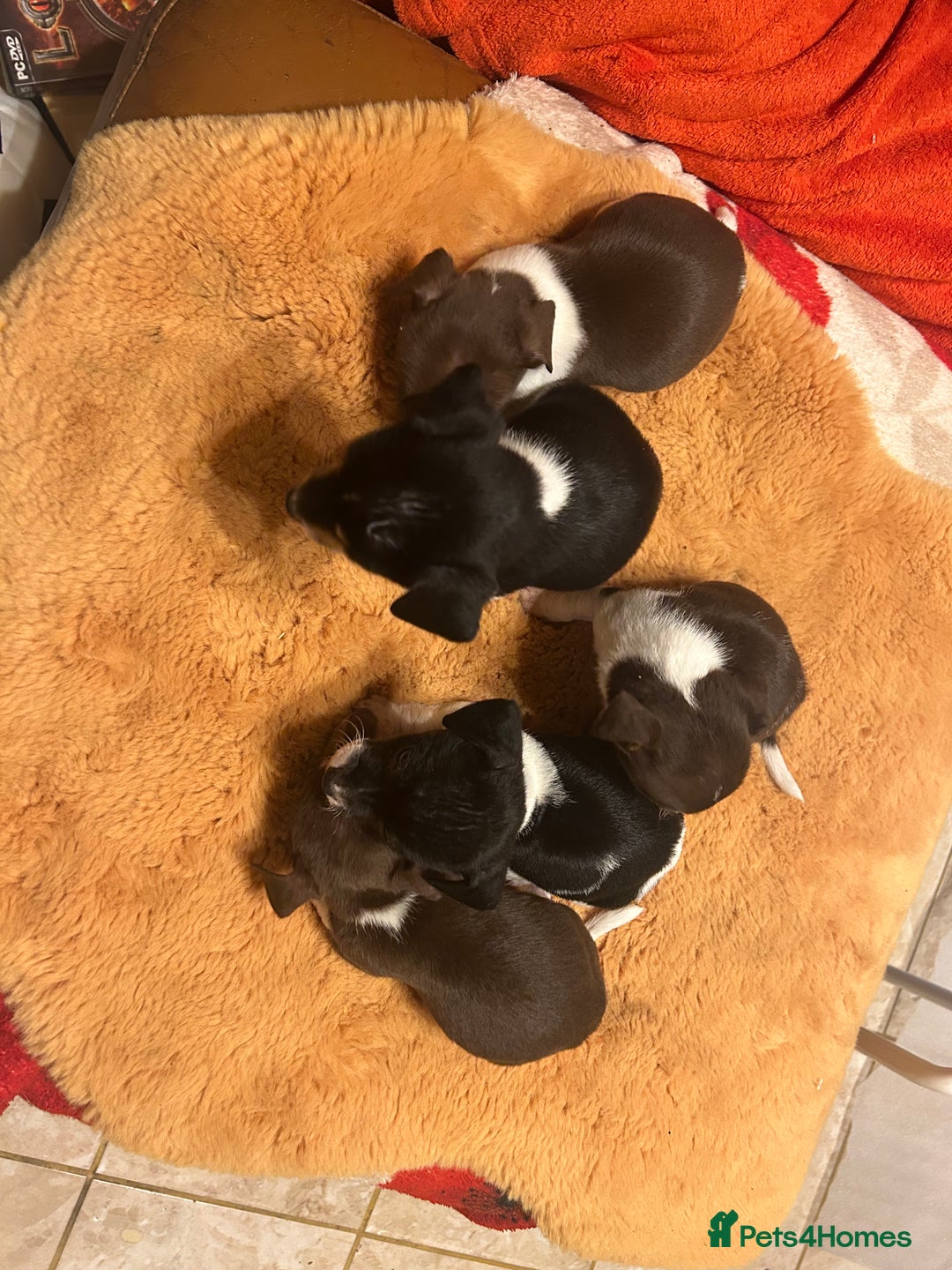 Jack Russell dogs for sale: Jack Russell puppies short legged  - Image 2