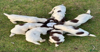 English Springer Spaniel dogs - Advert 10