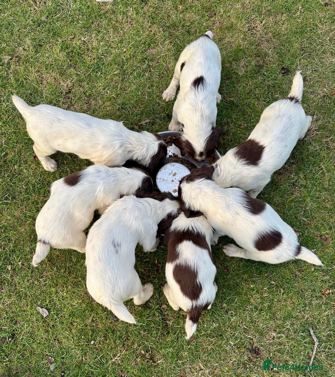 English Springer Spaniel dogs for sale: GAMEKEEPER BRED SPRINGER SPANIEL PUPS - Image 3