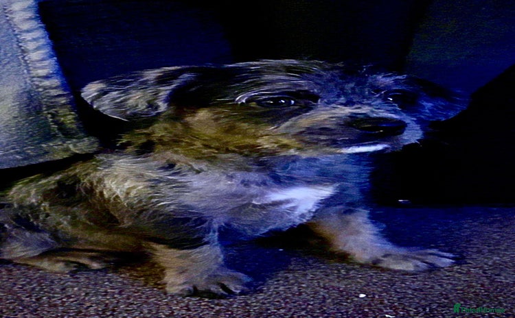 Mixed Breed dogs ❤️❤️RARE TINY FLUFFY MICRO/POCKET BULLIES❤️❤️ - Advert 9