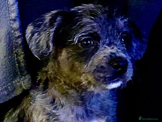 Mixed Breed dogs ❤️❤️RARE TINY FLUFFY MICRO/POCKET BULLIES❤️❤️ - Advert 8