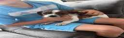 Mixed Breed dogs for sale: Beautiful Cavajack Puppies Ready to be homed  - Advert 2