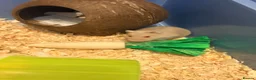 Hamster rodents for sale: Female dwarf hamster  - Advert 5