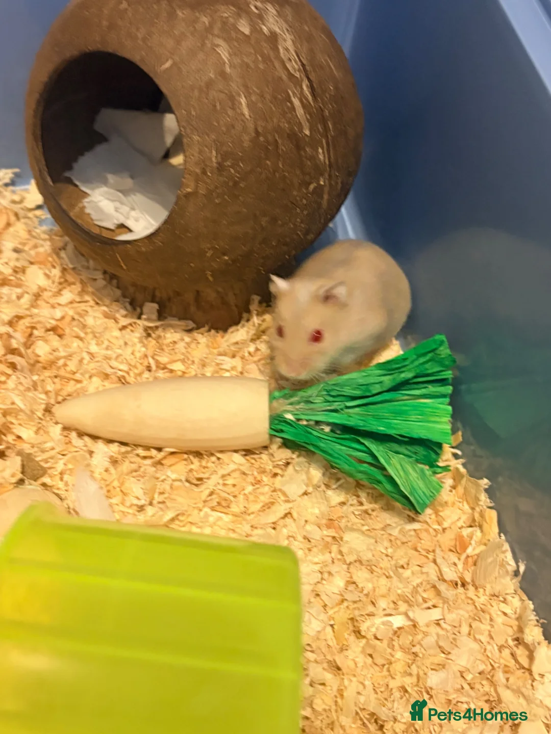 Hamster rodents for sale: Female dwarf hamster  - Advert 5
