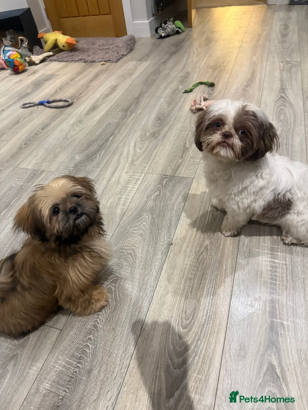 Shih Tzu dogs for sale: Gorgeous Shih Tzu boy - Advert 4