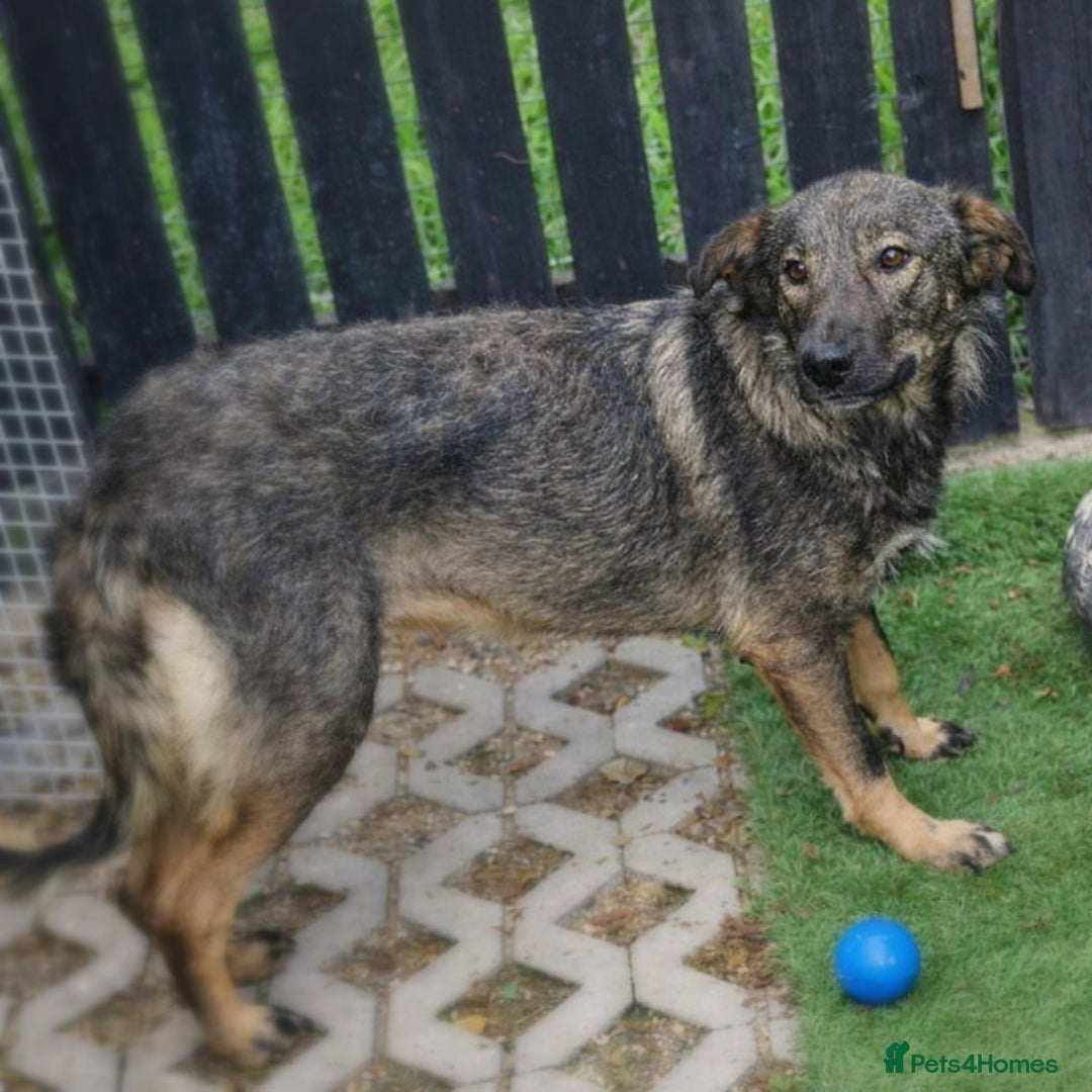 Mixed Breed dogs for adoption: Misha 🌸 A Mother’s Heart Ready for Peace - Advert 3