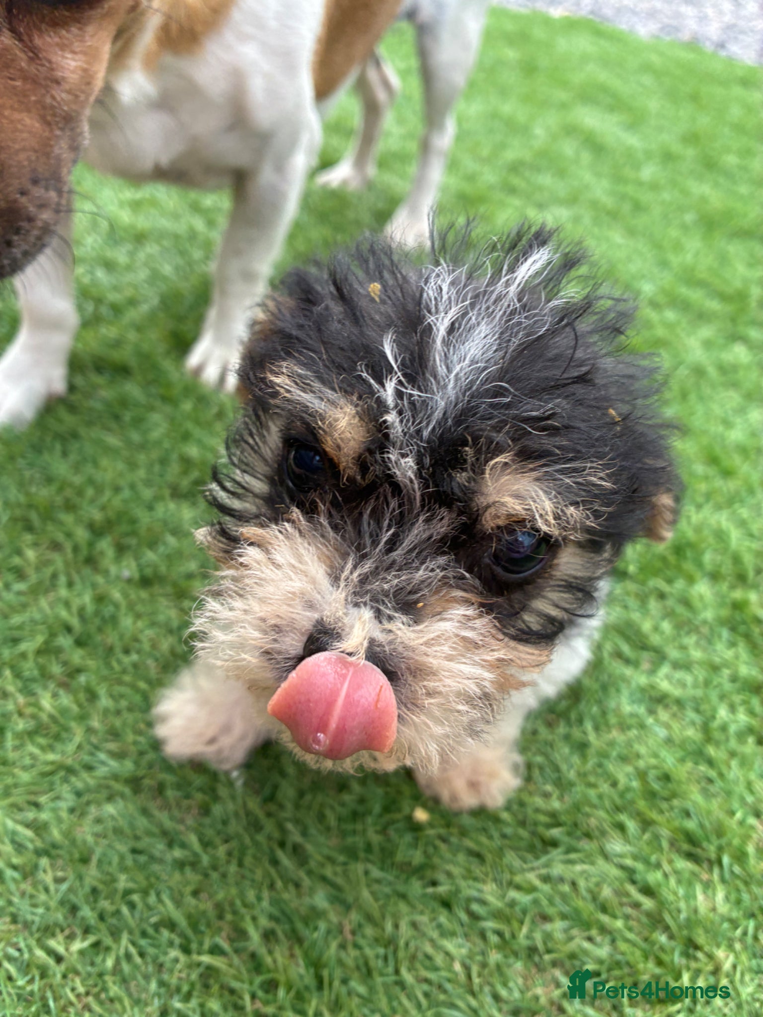 Mixed Breed dogs for sale: Jack Russell x Yorkshire Terrier  - Advert 4
