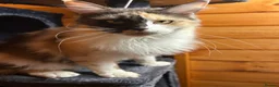 Maine Coon cats for sale: Maine coon queen  - Advert 2
