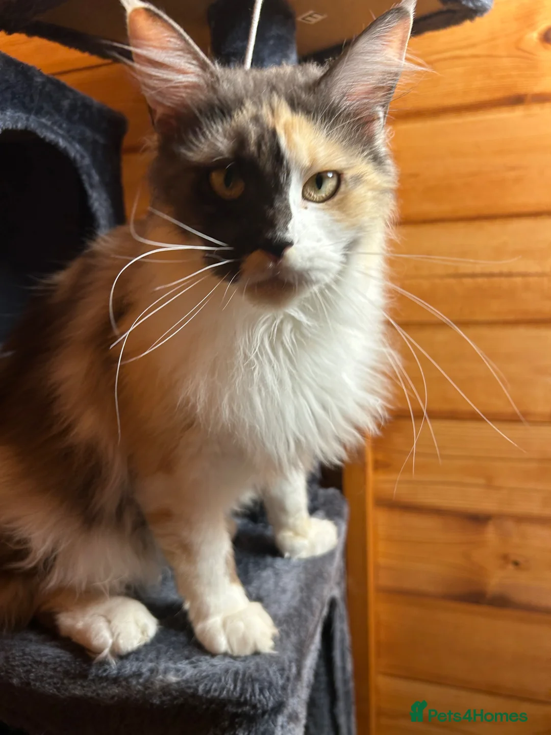 Maine Coon cats for sale: Maine coon queen  - Advert 2