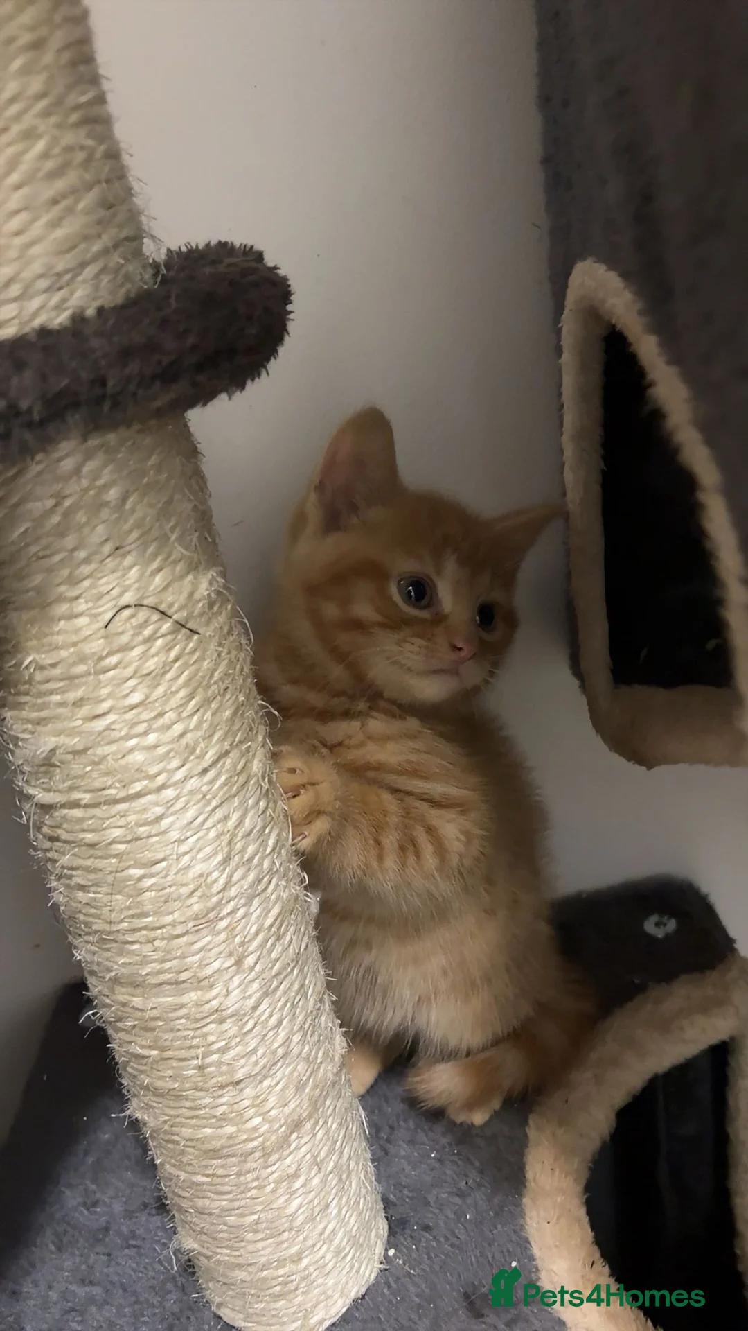 American Shorthair cats for sale: X2 Male Ginger Kittens - Ready to leave! 🐈 - Advert 2