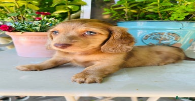 Miniature Dachshund dogs in Epsom - Advert 5