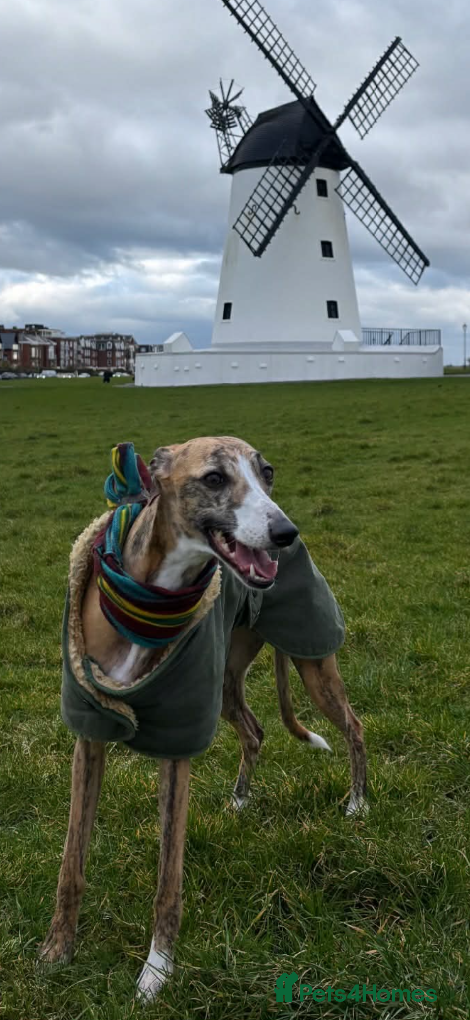 Whippet dogs Mica - 3yr old Whippet (girl) - Advert 2