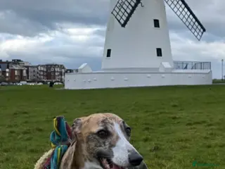 Whippet dogs Mica - 3yr old Whippet (girl) - Advert 2