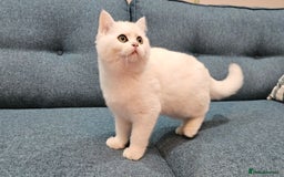 Scottish Fold cats for sale: Excellent Scottish straight kittens  - Image 6