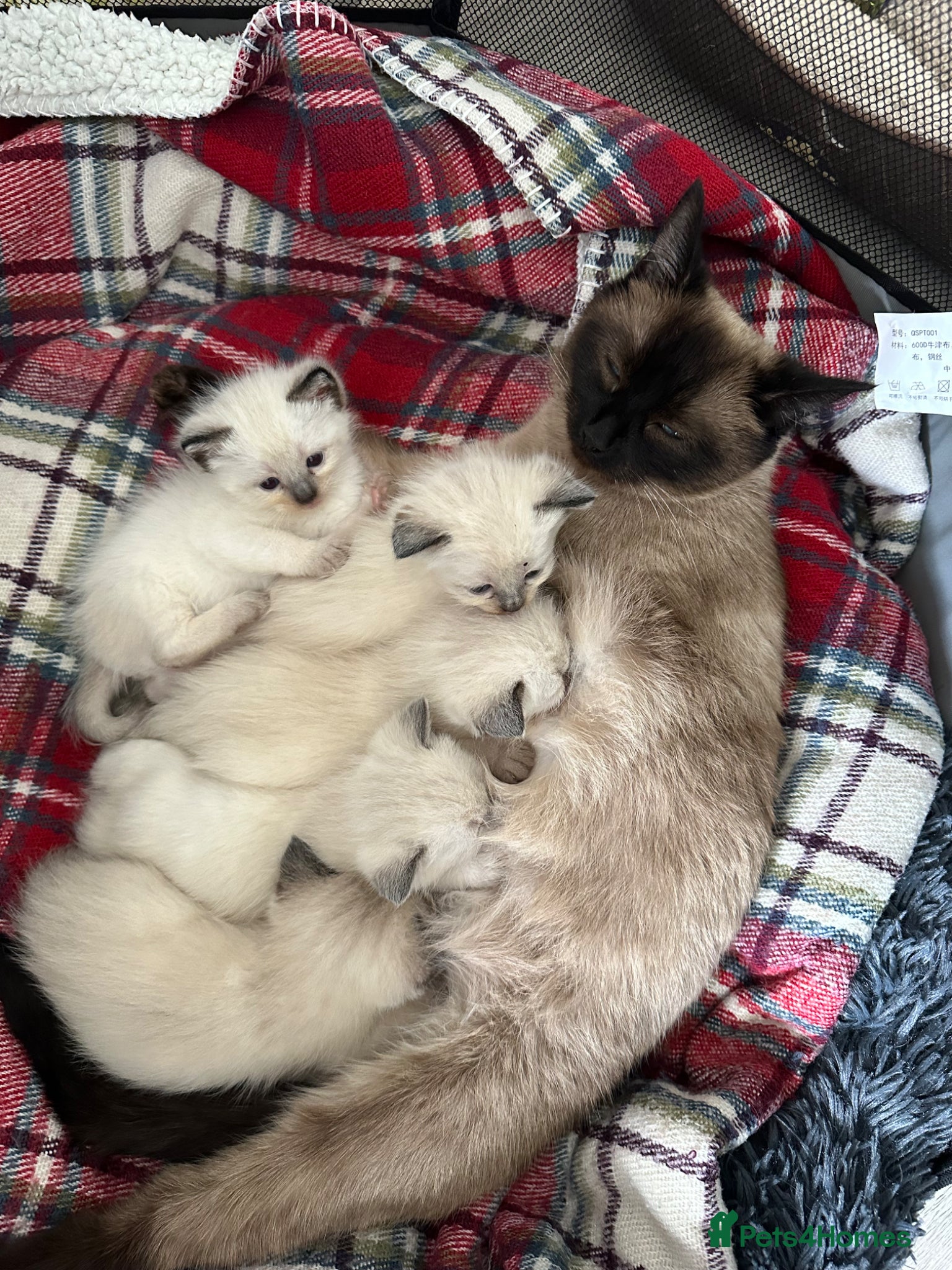 Siamese cats Beautiful siamese kittens - Advert 1