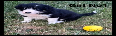 Border Collie 