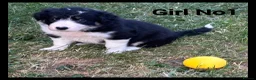 Mixed Breed dogs for sale: 5 Border collie  pups  - Advert 6