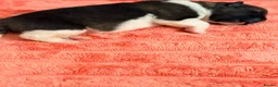 Akita dogs for sale: KC REGISTERED AKITA BEARS.  - Advert 13
