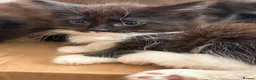 Mixed Breed cats for sale: Black and white kittens for sale  - Advert 7