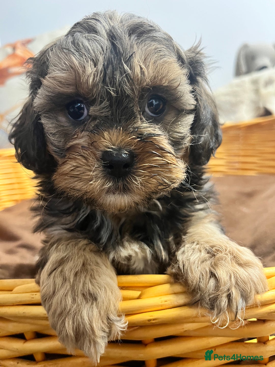 Shihpoo dogs for sale: gorgeous handsome litter  - Image 6