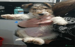 Fox Terrier dogs for sale: Wirefox terrier puppies KC registered READY NOW - Image 6