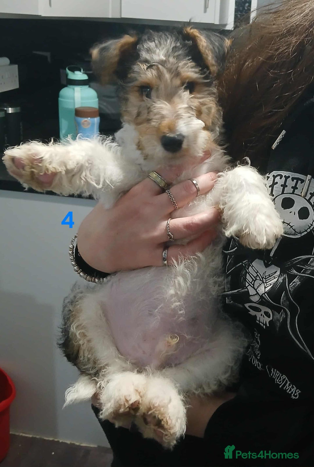 Fox Terrier dogs for sale: Wirefox terrier puppies KC registered READY NOW - Image 6