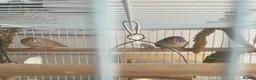 Finches birds for sale: 7 zebra finches 2 males 5 females  in Telford - Advert 3