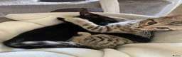 Bengal cats for sale: Bengal cross  - Advert 6