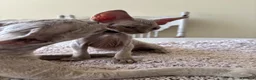 Devon Rex cats for sale: Price Reduced!TICARegisteredDevonRex lilac kittens - Advert 27