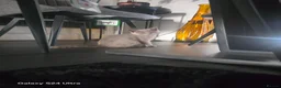 British Shorthair cats for sale: British blue short hair female  - Advert 7