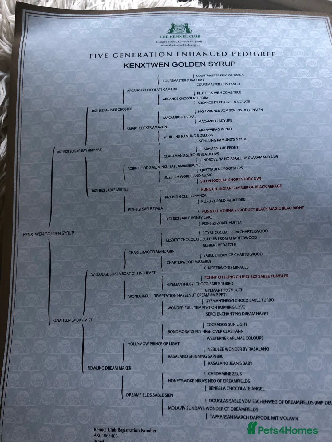 Cocker Spaniel dogs for stud: Proven KC Reg Show Cocker Spaniel Stud in Leicester - Advert 10