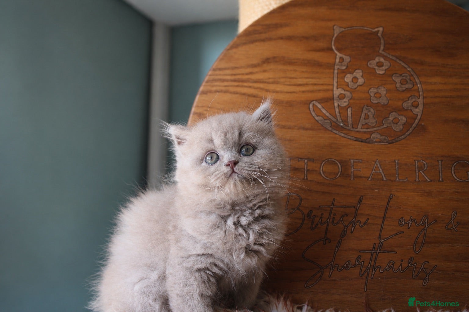 British Longhair cats GCCF REGISTERED BRITISH LONGHAIR BOY - Advert 6