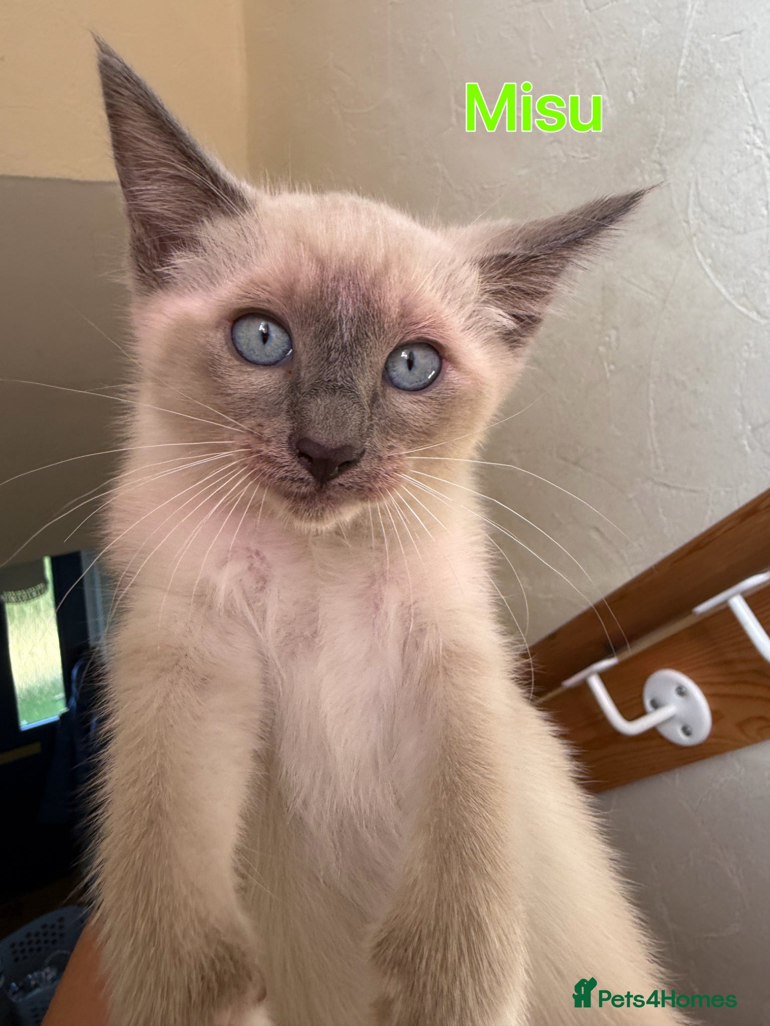 Ragamese cats 5 Stunning Ragamese Kittens - Advert 16