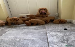 Cocker Spaniel dogs for sale: OUT STANDING GOLDEN SHOW TYPE COCKER SPANIEL  - Image 2
