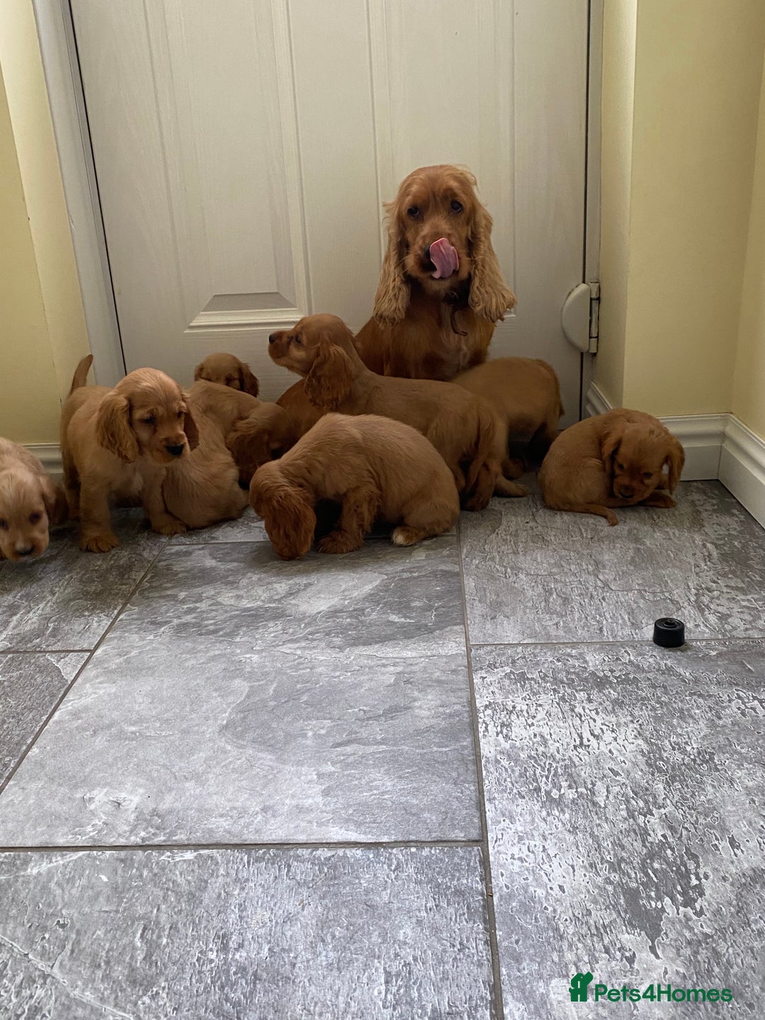 Cocker Spaniel dogs for sale: OUT STANDING GOLDEN SHOW TYPE COCKER SPANIEL  - Image 2