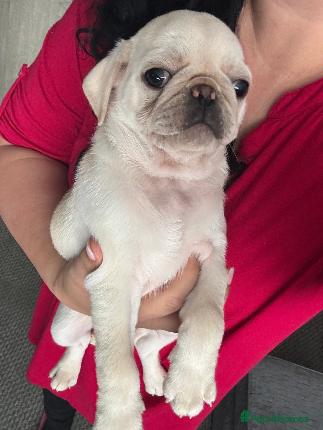Pug dogs for sale: Beautiful Pug Puppies Male 10weeks old - Image 28