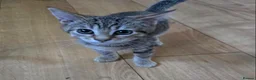 Domestic Shorthair cats for sale: 5 beautiful tabby kittens for Sale!!! - Advert 30