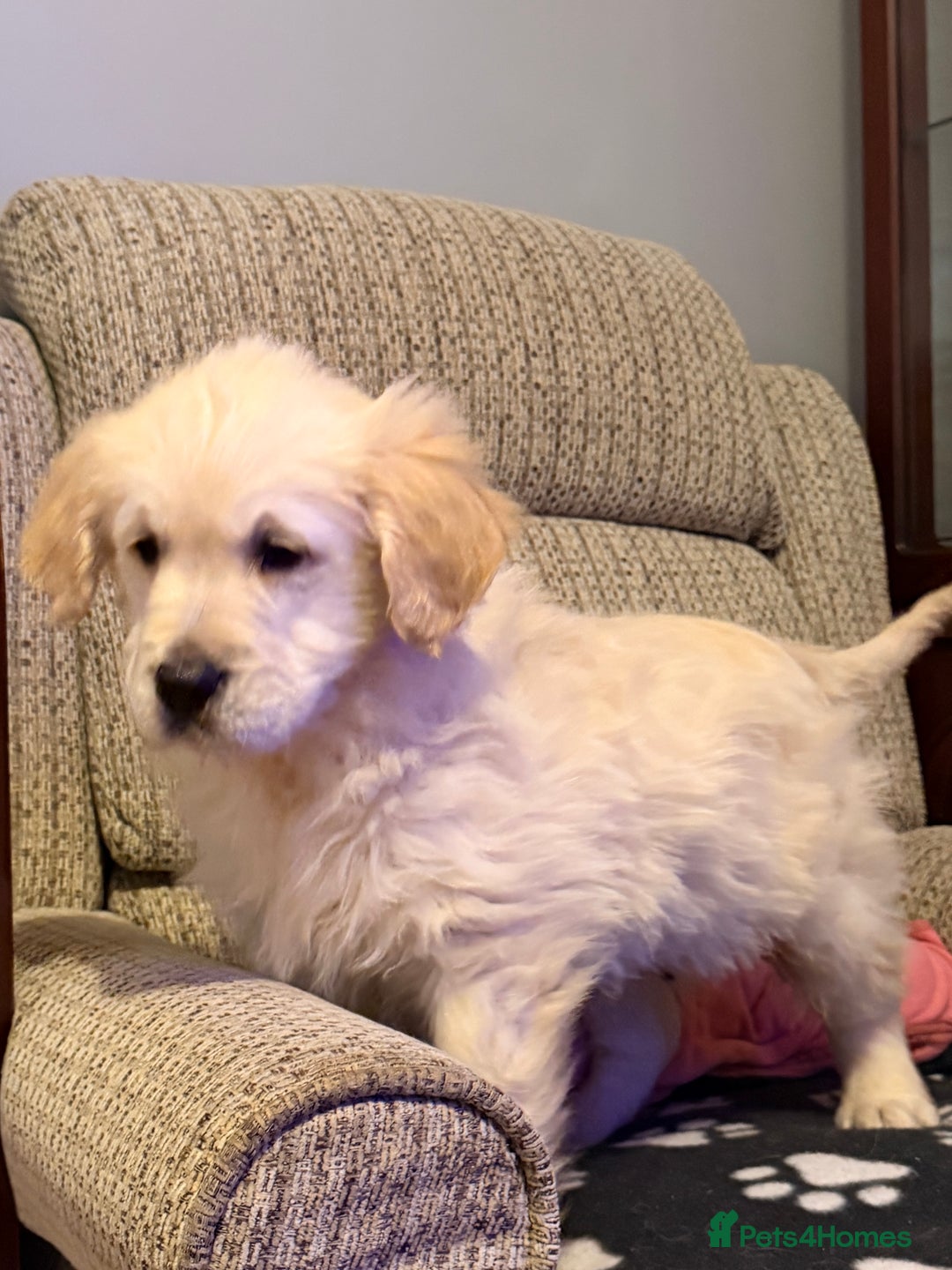 Golden Retriever dogs for sale: Fluffy Bears ready to go. Xx - Advert 4