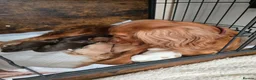 Cocker Spaniel dogs for sale: Cocker spaniel puppies  - Advert 15