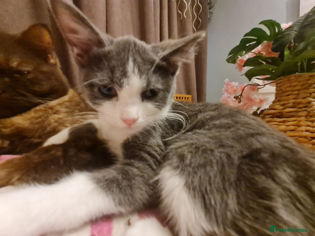 Mixed Breed cats for sale: Stunning  kittens looking  4 new home - Advert 11