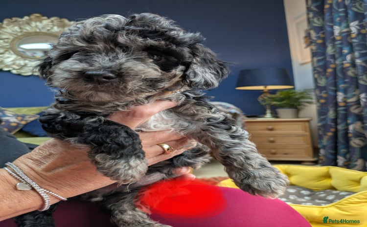 Miniature Poodle dogs - Advert 1