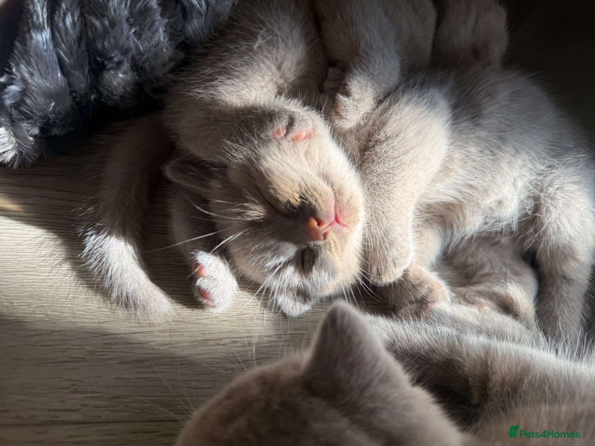 British Shorthair cats Supreme Champion Line British Shorthair Kittens - Advert 2